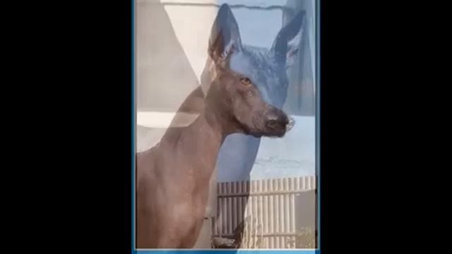 Питомник "Из Канексо".Ксолоитцкуинтли всех размеров.