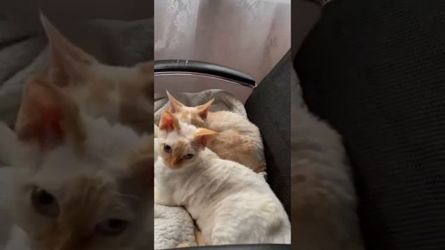 super Кудрявый кот / devon rex / Девон рекс