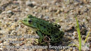 Сказки С.Козлова. Австралийская пегая