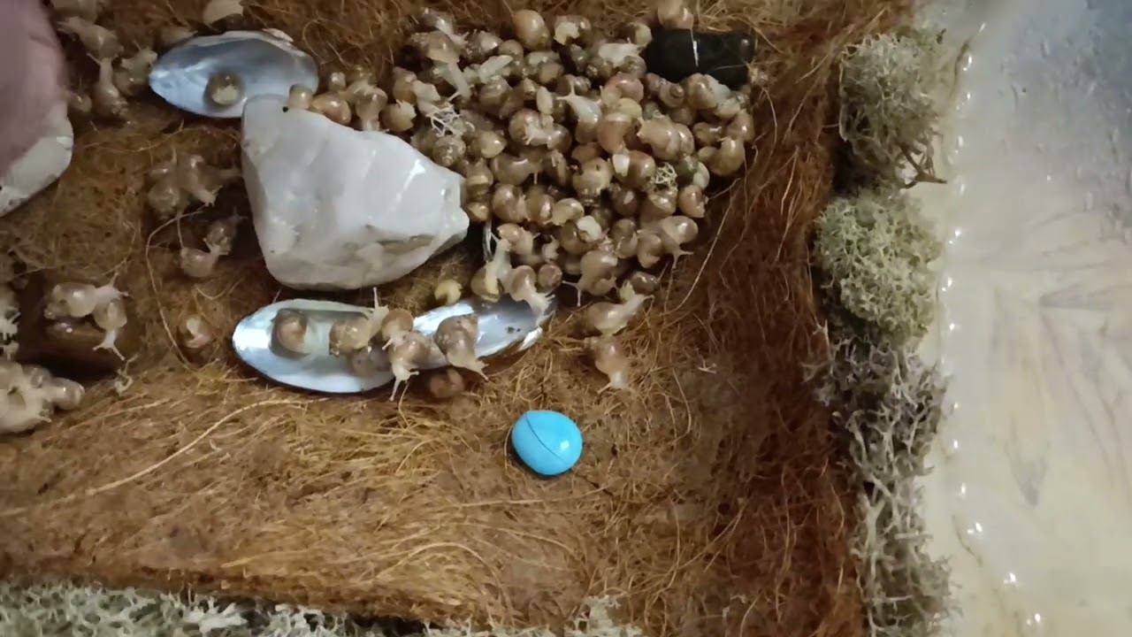 Пересадили улиток маленьких смотреть онлайн