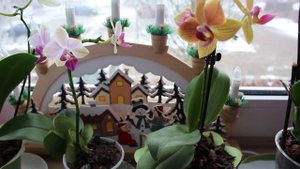 МИНИ-ФАЛЕНОПСИС: КАК Я ВЫРАЩИВАЮ КАРЛИКОВЫЕ ОРХИДЕИ ПОСЛЕ РЕАНИМАЦИИ #ORCHIDS_MINI #oldenburgru#69