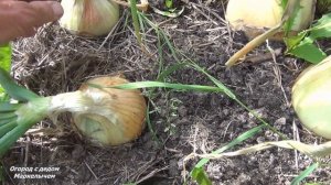 Когда убирать и как хранить ЛУК ЭКСИБИШЕН.