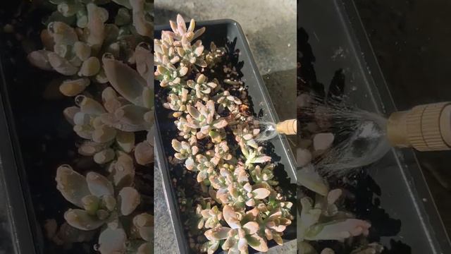 Succulent Babies Growth