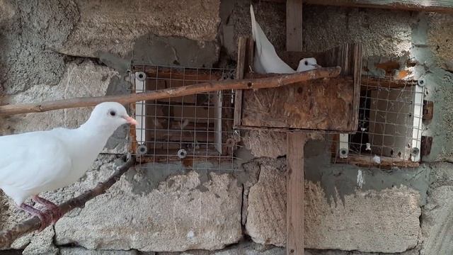 горлицы и баурки смотреть онлайн