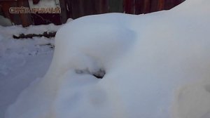 ??? Как Зимуют Пчёлы Под Снегом У Володи на Пасеке 16 Февраля ???