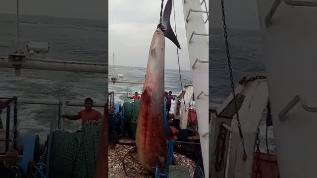 Whale Shark. caught by fishing trawlers in bay of bengal..