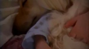 Афганская борзая (Afghan Hound). Породы собак (Dog Breed)