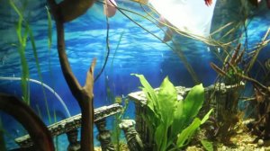 Аквариумные рыбки первый запуск после покупки