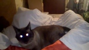 Cамый злой кот в мире