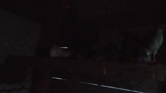 Курочка научила сидеть цыплят на жордочке. А цыплята без курицы не умеют смотреть онлайн