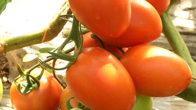 5 СПОСОБОВ УСКОРИТЬ СОЗРЕВАНИЕ ПОМИДОРОВ смотреть онлайн
