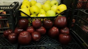 Apple JEROMINE  /Яблоко Джеромине