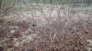 Как сделать из дички фундука привитое  одноствольное дерево...