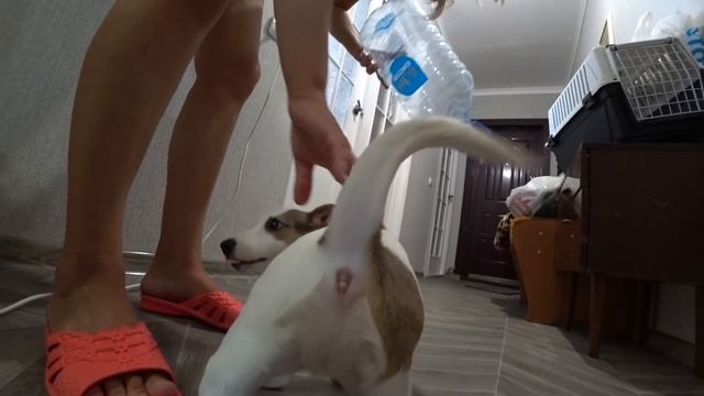 ЗАБАРРИКАДИРОВАЛИСЬ) Маленький грызун смотреть онлайн