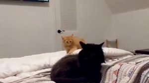 Рыженький ЪУЪ!