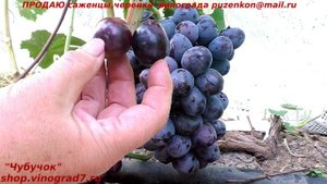 Виноград ПОСЛАННИК с ягодой больше 20 гр не оставляет равнодушных (Пузенко Наталья Лариасовна)
