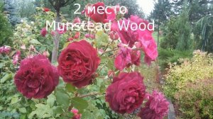 РОЗЫ Д.ОСТИНА топ 12 сортов часть 2(5-1 место)