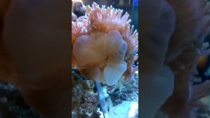 Как перемещается актиния роскошная Магнифика.