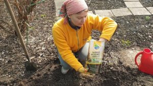 Посадка многолетних флоксов весной в открытый грунт