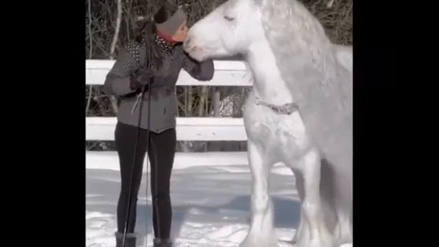 Как из сказки! ❄Какая благородная красота и стать! ☺ смотреть онлайн