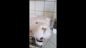 how to make a realistic tiger mask diy fursuit