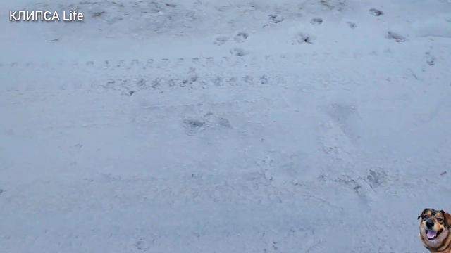 ❤ДДД/ ЧТО С ШАНЕЙ/ ЩЕНКИ СКОРО ОТКРОЮТ ГЛАЗКИ/МНОГО СЧАСТЬЯ В ИХ ГЛАЗАХ смотреть онлайн