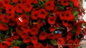 Петуния ампельная Изи Вейв Ред (izi veyv red) ? обзор: как сажать, семена петунии Изи Вейв Ред