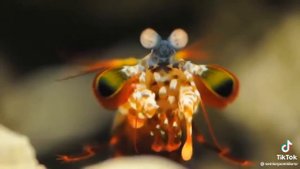 Рак-богомол