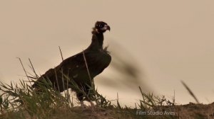 Чёрный гриф. Калмыкия. Cinereous Vulture. Aegypius monachus.