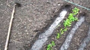 Посев петрушки обычной и необычной