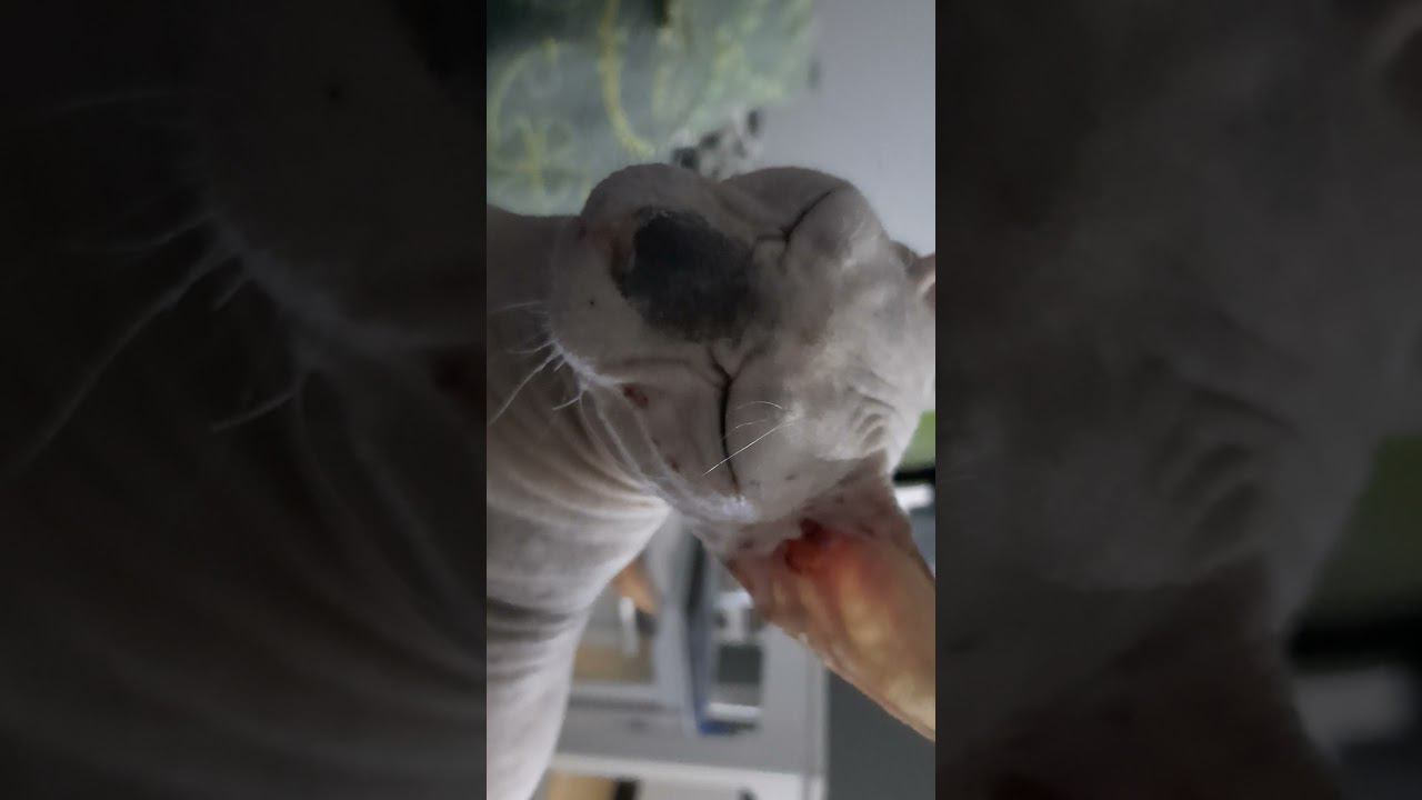 Босенька с Асенькой❤ смотреть онлайн