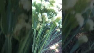 СУХОЦВЕТЫ 25.06.23(статица,гелихрихум)срезка