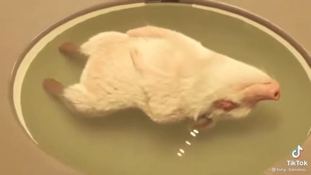 поросенок принимает ванну? смотреть онлайн