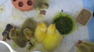 Совместная инкубация гусиных и утиных яиц в самодельном инкубаторе. Мой первый опыт !