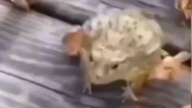 Лягушка смеется и прыгает 10 часов смотреть онлайн