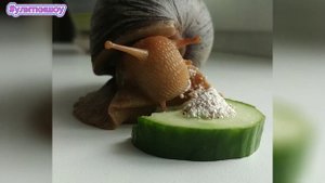 Самый БЕСПОЛЕЗНЫЙ продукт для Африканской Улитки Ахатины: Криворожка кушает гладкий ОГУРЕЦ
