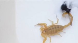 Черная вдова против Скорпиона  Кто победит