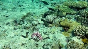 Морские жители бухты Shark Bay Египет Шарм Эль Шейх / Underwater World of Egypt Sharm El Sheikh