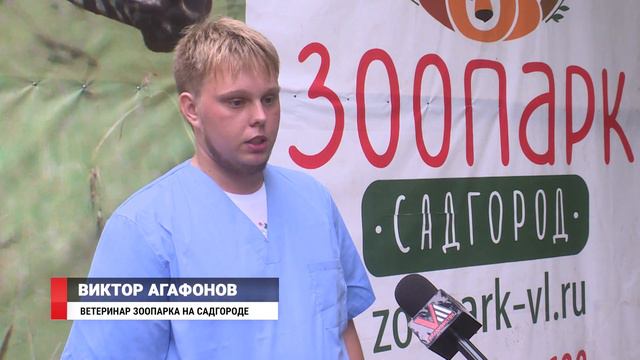 Кошка выкармливает ежат во Владивостоке смотреть онлайн