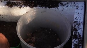 Criptanthus (криптантус)