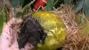 ВЛИЯНИЕ на ЧЕРВЯ и ЛИЧИНОК ФИТОСПОРИНА, ТРИХОДЕРМИНА