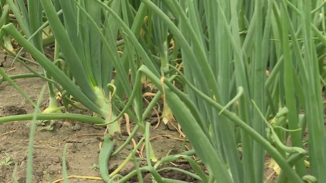 Программа "Наш Сад" № 48 смотреть онлайн