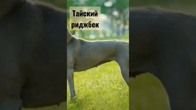 тайский риджбек смотреть онлайн