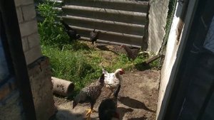 Цыплята, 3 месяца.