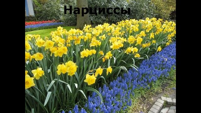 Неприхотливые весенние многолетние цветы для сада.С описание цветов.