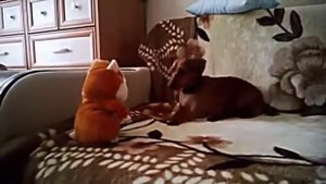 Говорящий хомяк троллит собаку