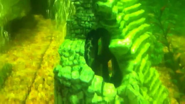 30 gallon freshwater aquarium смотреть онлайн