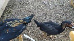 22 июля 2021 г. рассказываю про свою бойцовую птицу, шамо, Корея, дакан