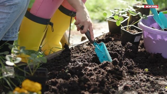 Земляника! Формируем идеальную ягодную грядку. смотреть онлайн