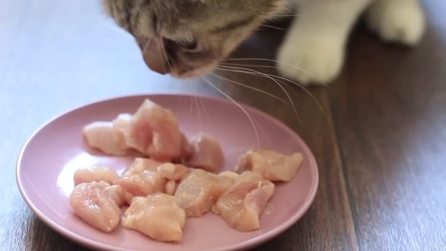 Чем кормить кошек? | Лайфхакер смотреть онлайн